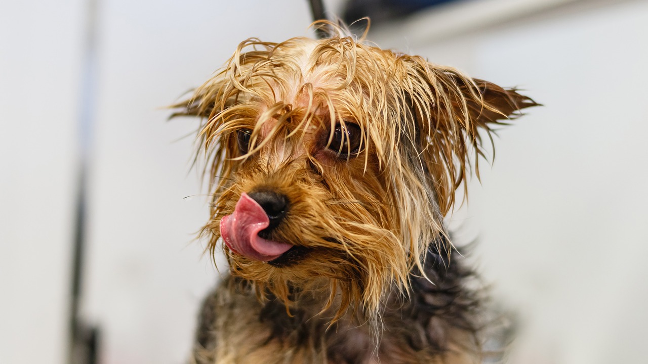 How to Help Your Pet Maintain a Healthy Weight Through Grooming